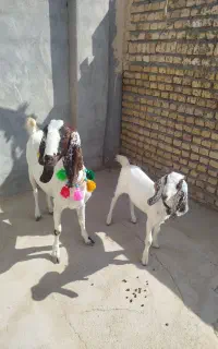 بزپاکستانی