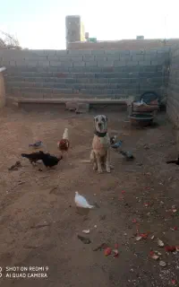 توله گوسفندی