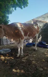 فروش دو عدد گاو
