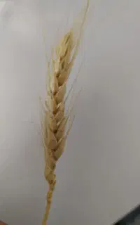 گندم بذر اوکراینی