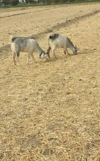 بز کولار