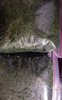 پاک کردن انواع سبزی