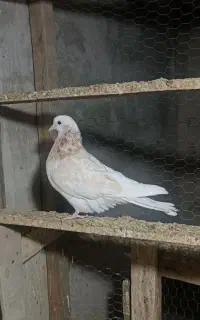 کبوتر پرشی و طوقی