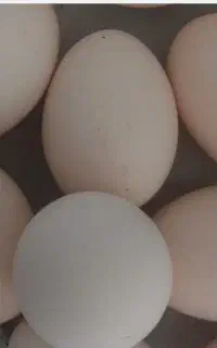 تخم مرغ محلی اصل