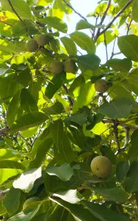 محصول گردو ی باغ شما را خریداریم