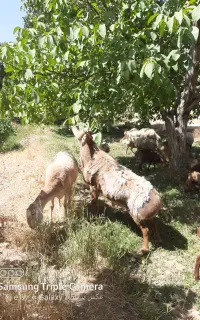 قوچ چینی