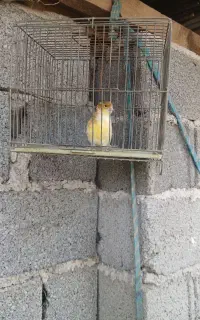 قناری ماده بالغ