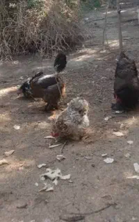 مرغ برهما و کوشین