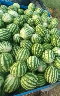 هندوانه ‌فورشی