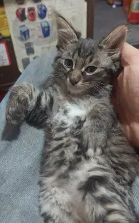 تعدادی گربه واگذار می‌شود