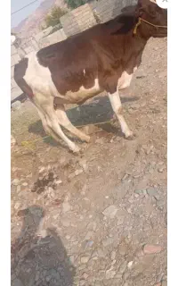 گوساله چاق