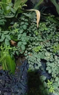 فروش باغ و زمین
