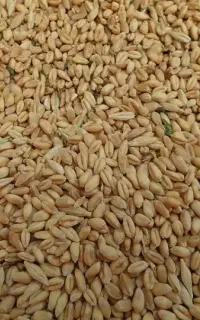 گندم پیشگام