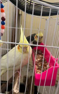 عروس هلندی
