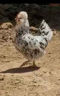 مرغ گلین فول