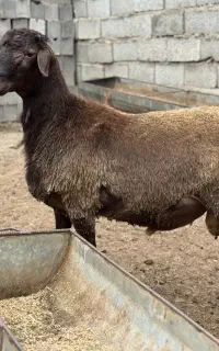 بره قوچ