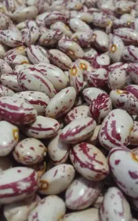 لوبیا چیتی