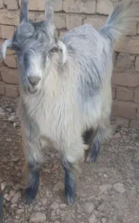 کهره نر