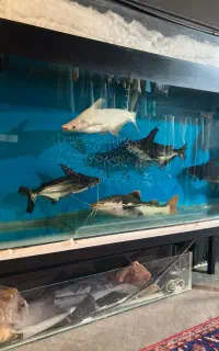 فروش و معاوضه ماهی مانستر همراه پایه،واترپم