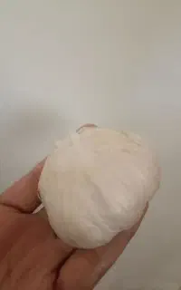 سیر محلی