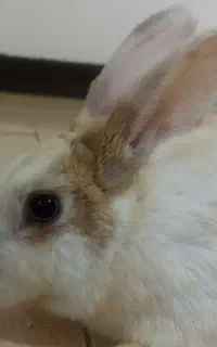 خرگوش