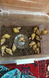 حلزون برای سرمایه گذاری