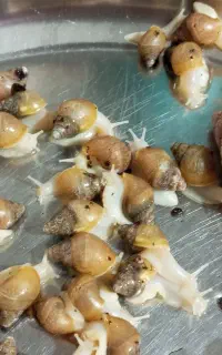 فروش ویژه حلزون اچاتینا