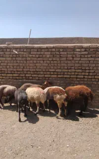 کاوور شیشک میش جوان افشاری گوش بور سفید