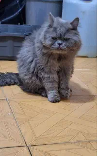 گربه نر