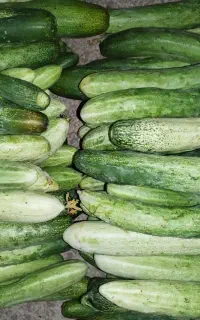 خیار محلی آستانه اشرفیه