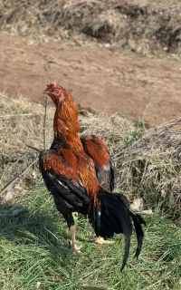 خورس لاری