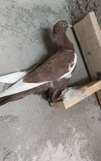 کبوتر