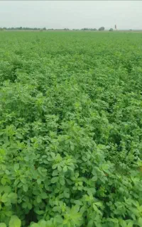 فروش یونجه