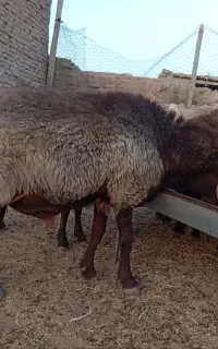 قوچ کار هترو زیگوت