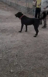 سگ سراب