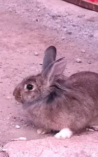 خرگوش باهوش