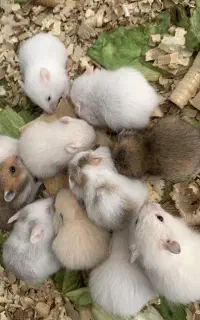 همستر فسقلی