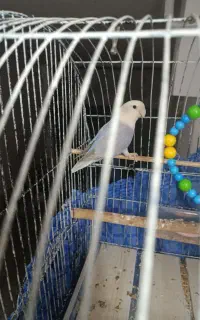 یک عدد طوطی برزیلی ماده بالغ و بازی گوش خوشگل
