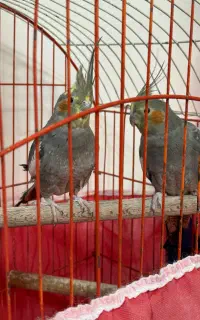 دوعدد عروس هلندی