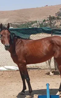اسب مادیون ترکمن نریون یه سر عرب