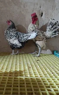 مرغ خروس ابریشمی و مرغ خروس مینیاتوری فروشی
