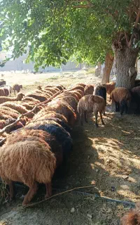 گوسفند زنده بوقلمون محلی