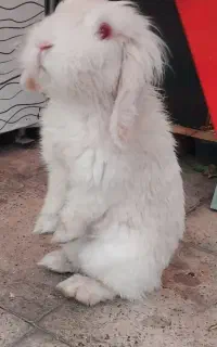 خرگوش لوپ هلندی