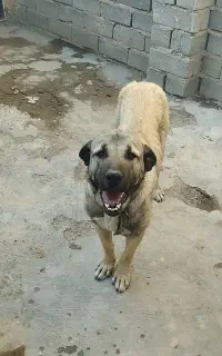 این سگ گم شده در هشترود