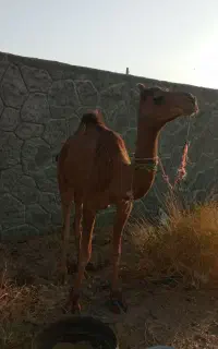 شتر نر۴ساله