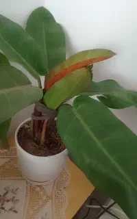 دوتایی باهم ۶۵۰