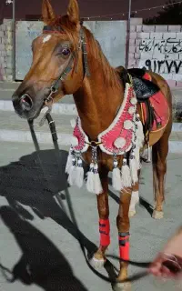 اسب نریان عرب بافق