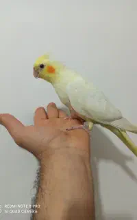 جوجه عروس هلندی و مولد جفت عروس در شهرضا