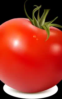 گوجه ربی