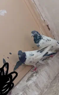 یک جفت تهرانی